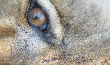 25 Tigers Eye Don Whitcomb