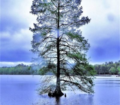 The Healing Tree The Healing Tree
