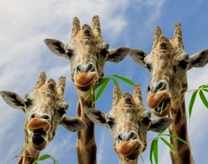 Giraffe-Foursome.jpg