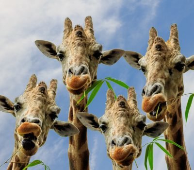 Giraffe Foursome - Photo