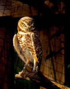 Owl-Be-Watching-You.jpg