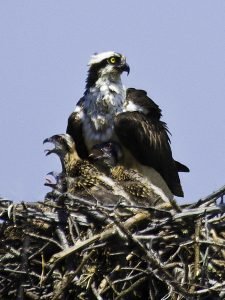 osprey-babies-nest.jpg
