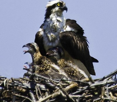 osprey-babies-nest.jpg