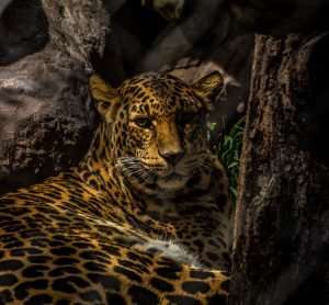 lonely-leopard.jpg