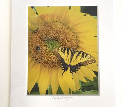 2) Photography Life Of A Sunflower 11x14