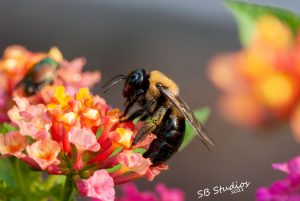 Carpenter Bee Harvesting Pollen