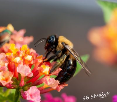 Carpenter Bee Harvesting Pollen