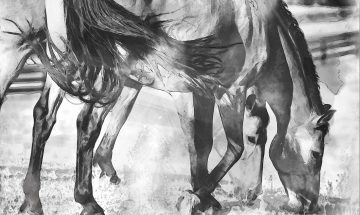 23 Dreaming Of Horses Digital Media On Aluminum