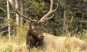 80 Regal Elk At Rest Roc