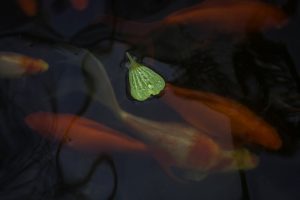 11 Floating Leaf On Koi Pond Photo
