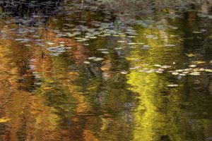 12 Impressions On A Maryland Pond Photo