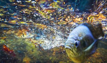 57 Fish Under River Falls Photo