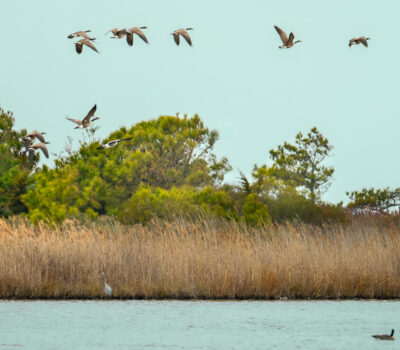 Cape Henlopen