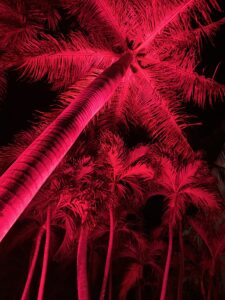 san-juan-palms-scaled.jpeg