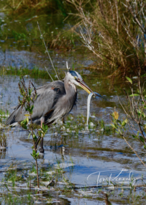 Blue Heron 1 1