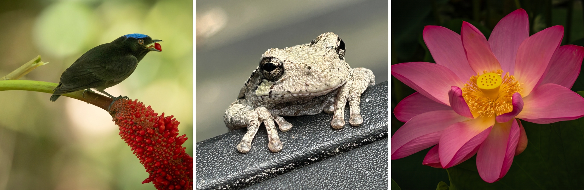 Featured in the Sisson Galleria / Flora & Fauna: Juried Photography Show