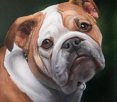 Bulldog Acrylic Gallery Wrapped Canvas Bulldog Acrylic Gallery Wrapped Canvas