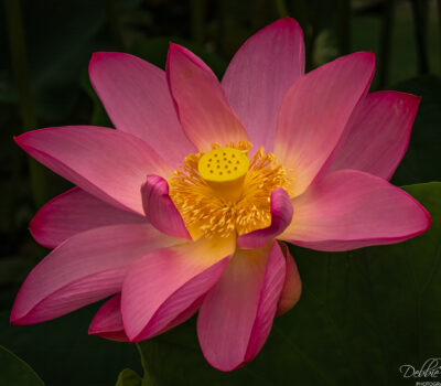 Sunny Center Debbie Blair