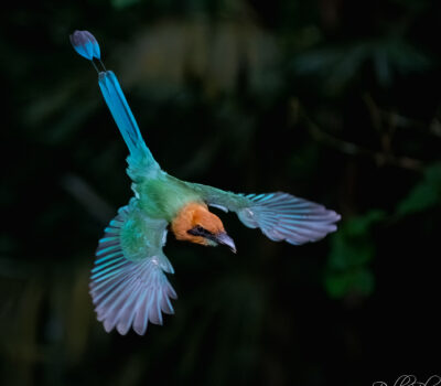 The Quiet Exhibitionist Debbie Blair