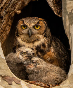 Under Moms Watchful Eyes Debbie Blair