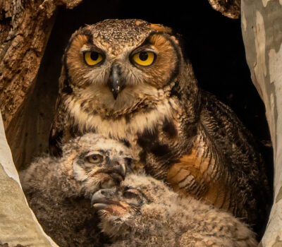 Under Moms Watchful Eyes Debbie Blair
